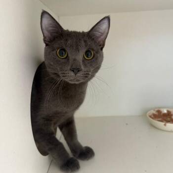 Flynn -  Domestic Short Hair Cat for Adoption in Branford, Connecticut - Flynn | PetCurious