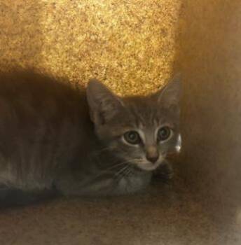 Velma -  Domestic Short Hair Cat for Adoption - Velma | PetCurious