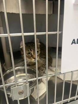 Girl cat (Brasilia) -  Domestic Short Hair Cat for Adoption in Montreal, Quebec - Girl Cat (Brasilia) | PetCurious