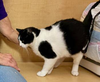 Rescue Domestic Short Hair Cats for Adoption in Mayfield, New York - Serafina | PetCurious