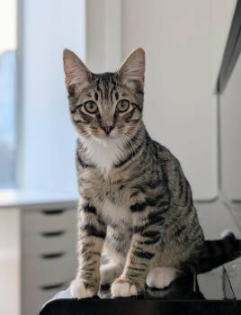 Cheech -  Domestic Short Hair Cat for Adoption in Burnaby, British Columbia - Cheech | PetCurious