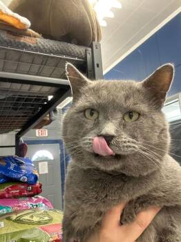 Russian Blue Cats Available for Adoption - Tofu | PetCurious