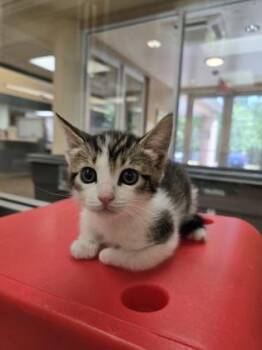 Domestic Short Hair Cats Available for Adoption in Gainesville, Florida - Creed | PetCurious