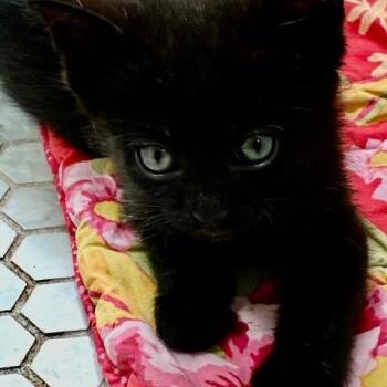 Domestic Short Hair Cats Available for Adoption in Los Angeles, California - Charlie | PetCurious