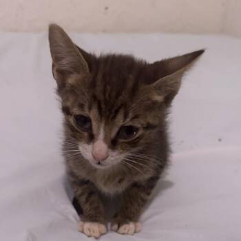 Lylla -  Domestic Short Hair Cat for Adoption - Lylla | PetCurious
