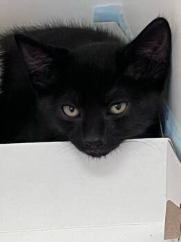 Cher -  Domestic Short Hair Cat for Adoption in Greenfield, Indiana - Cher | PetCurious