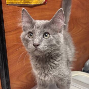 Domestic Medium Hair Cats Available for Adoption in Sonora, California - Tarragon | PetCurious