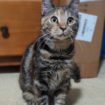 Rescue Domestic Short Hair Cats for Adoption in West Jefferson, Ohio - Honey | PetCurious