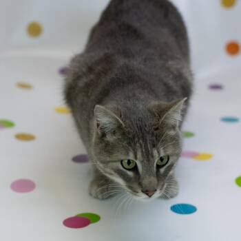 Domestic Short Hair Cats Available for Adoption in East St. Louis, Illinois - Bert Bobbsey-C | PetCurious