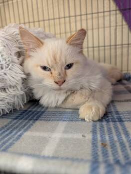 Rescue Domestic Long Hair Cats for Adoption in Hamilton, Ohio - Heat Miser | PetCurious