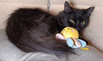 Rescue Domestic Medium Hair Cats for Adoption in Bethpage, New York - Azalea | PetCurious