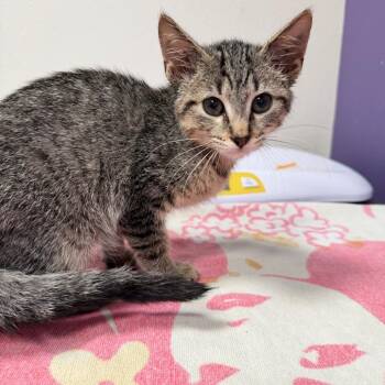 Neptune -  Domestic Short Hair Cat for Adoption in Englewood, Florida - Neptune | PetCurious