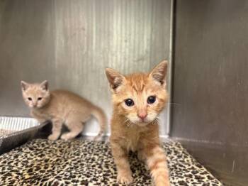 STRAWBERRY -  Domestic Short Hair Cat for Adoption in Tustin, California - STRAWBERRY | PetCurious