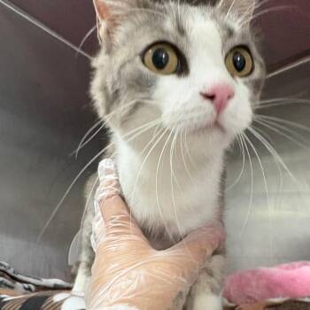 Azalea -  Domestic Short Hair Cat for Adoption in Taos, New Mexico - Azalea | PetCurious