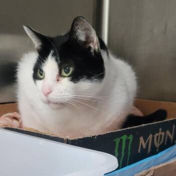 Misty Snowball -  Domestic Short Hair Cat for Adoption in La Grange, Kentucky - Misty Snowball | PetCurious
