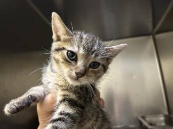 A613387 -  Domestic Short Hair Cat for Adoption in Modesto, California - A613387 | PetCurious