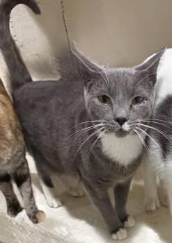 Russian Blue Cats Available for Adoption - Ace | PetCurious