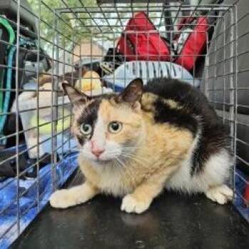 Domestic Medium Hair Cats Available for Adoption - Angel | PetCurious