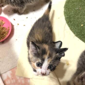 Bryn -  Domestic Short Hair Cat for Adoption in Albert Lea, Minnesota - Bryn | PetCurious
