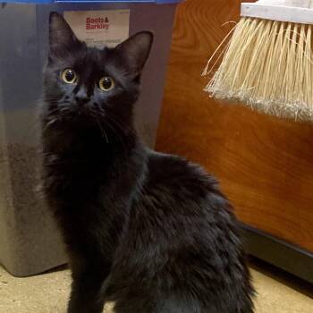 Raina Ray -  Domestic Short Hair Cat for Adoption in Philadelphia, Pennsylvania - Raina Ray | PetCurious