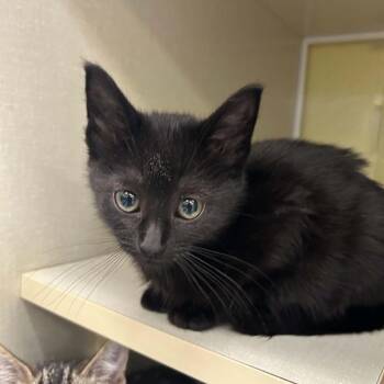 California (Holland Cat Cove) -  Domestic Medium Hair Cat for Adoption in West Olive, Michigan - California (Holland Cat Cove) | PetCurious