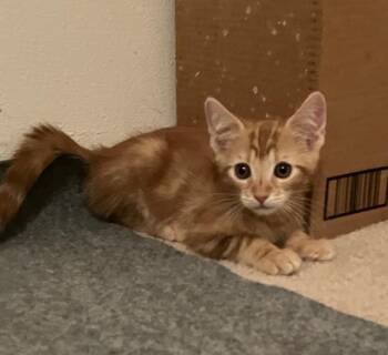 Chile Paste -  Domestic Short Hair Cat for Adoption in San Diego, California - Chile Paste | PetCurious