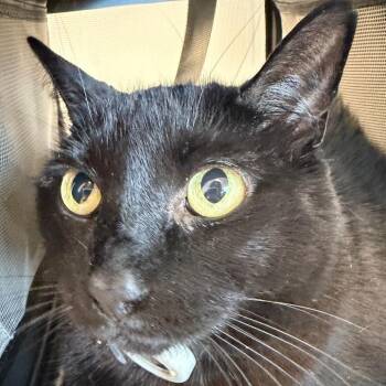 Domestic Long Hair Cats Available for Adoption - Lulu | PetCurious