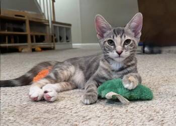 Rumours: Dreams -  Tabby and Calico Cat for Adoption - Rumours: Dreams | PetCurious