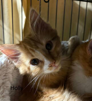Rescue Domestic Short Hair Cats for Adoption in White Bluff, Tennessee - Holly | PetCurious