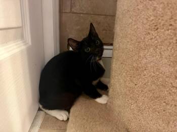 Tina -  Tuxedo and Domestic Short Hair Cat for Adoption in Ringwood, New Jersey - Tina | PetCurious