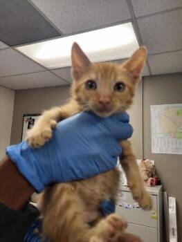 A143109 -  Domestic Short Hair Cat for Adoption in Burbank, California - A143109 | PetCurious