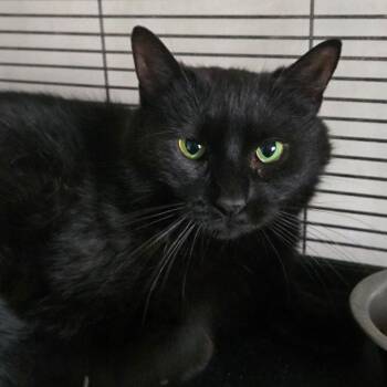 Isabelle -  Domestic Short Hair Cat for Adoption in Canton, Illinois - Isabelle | PetCurious