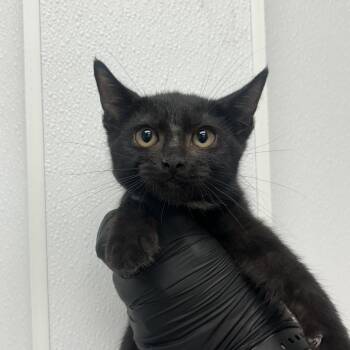 Sorority Girl -  Domestic Short Hair Cat for Adoption in Abilene, Texas - Sorority Girl | PetCurious