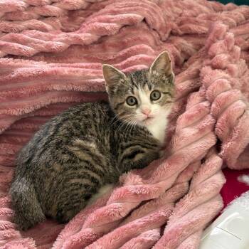 Ginseng -  Domestic Short Hair Cat for Adoption in Lexington, Kentucky - Ginseng | PetCurious