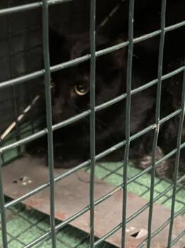 Domestic Short Hair Cats Available for Adoption in Dallas, Texas - TAD | PetCurious