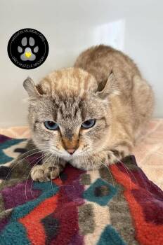 NINETTE -  Highland Fold Cat for Adoption in Delson, Quebec - NINETTE | PetCurious