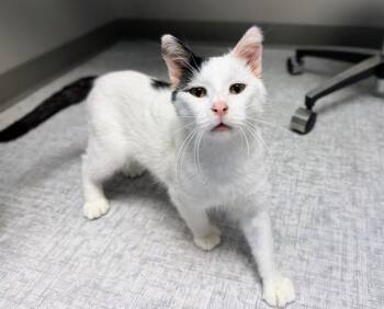 Domestic Short Hair Cats Available for Adoption in Ames, Iowa - SNOOPY | PetCurious