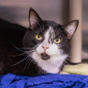Patches -  Domestic Short Hair Cat for Adoption in Mentor, Ohio - Patches | PetCurious