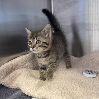 Kiki -  Domestic Short Hair Cat for Adoption in Madisonville, Tennessee - Kiki | PetCurious