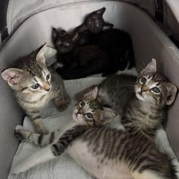 Bumper -  Domestic Short Hair Cat for Adoption in Lutz, Florida - Bumper | PetCurious