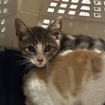 Sybil -  Domestic Short Hair Cat for Adoption in Chattanooga, Tennessee - Sybil | PetCurious