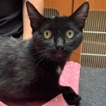 Venus -  Domestic Short Hair Cat for Adoption in Murray, Utah - Venus | PetCurious