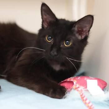 Domestic Medium Hair Cats Available for Adoption in Philadelphia, Pennsylvania - Charcoal | PetCurious