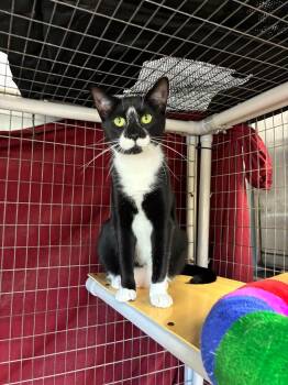 Outlaws - Purrjury (Diva Bapper) -  Domestic Short Hair Cat for Adoption in Jefferson, New Jersey - Outlaws - Purrjury (Diva Bapper) | PetCurious