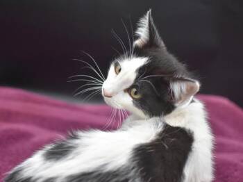 Gillian -  Domestic Short Hair Cat for Adoption in Portland, Oregon - Gillian | PetCurious