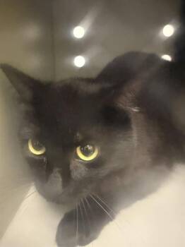 Domestic Short Hair Cats Available for Adoption - BARN CAT BUTTON | PetCurious