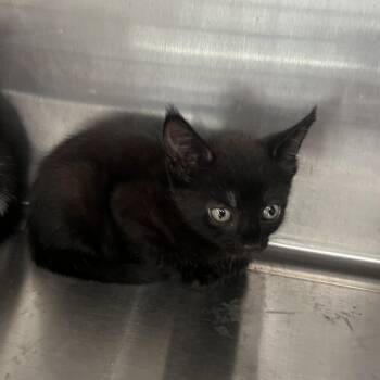 Pugsley -  Domestic Short Hair Cat for Adoption in Richmond Hill, Georgia - Pugsley | PetCurious