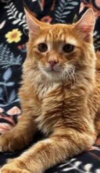 Rex -  Domestic Short Hair Cat for Adoption in Lebanon, Pennsylvania - Rex | PetCurious