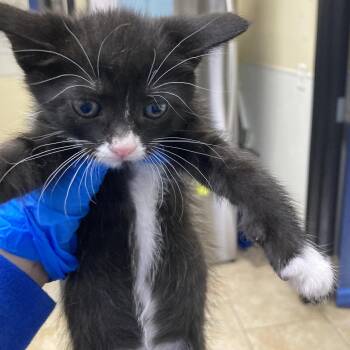 American Shorthair Cats Available for Adoption - Tamara De Lempicka | PetCurious