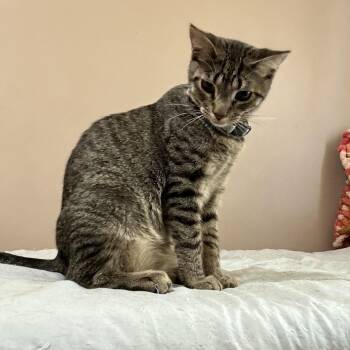 Rescue Tabby Cats for Adoption in Albany, New York - Walter 3 | PetCurious